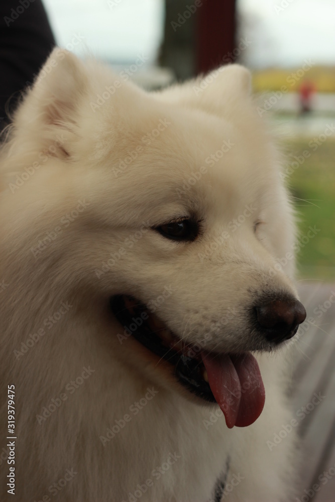 playful portrait of a cute fluffy furry happy Samoyed male family pet dog posing in a park in winter, Victoria Australia