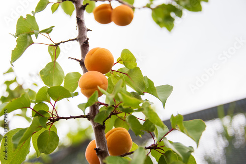 Ripe apricots on a roof terrace in Vienna