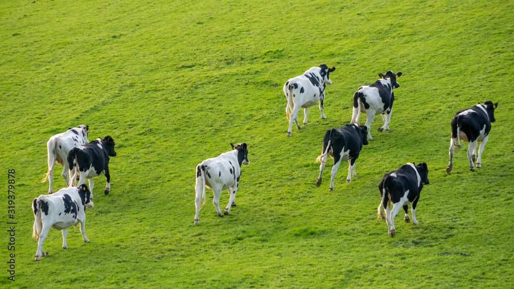 Young Holstein Friesian cattle running up hill Young Holstein Friesian cattle running up hill