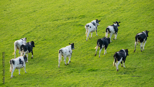 Young Holstein Friesian cattle running up hill