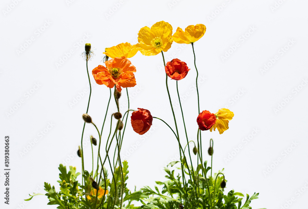 Fototapeta premium Poppy flowers isolated on white
