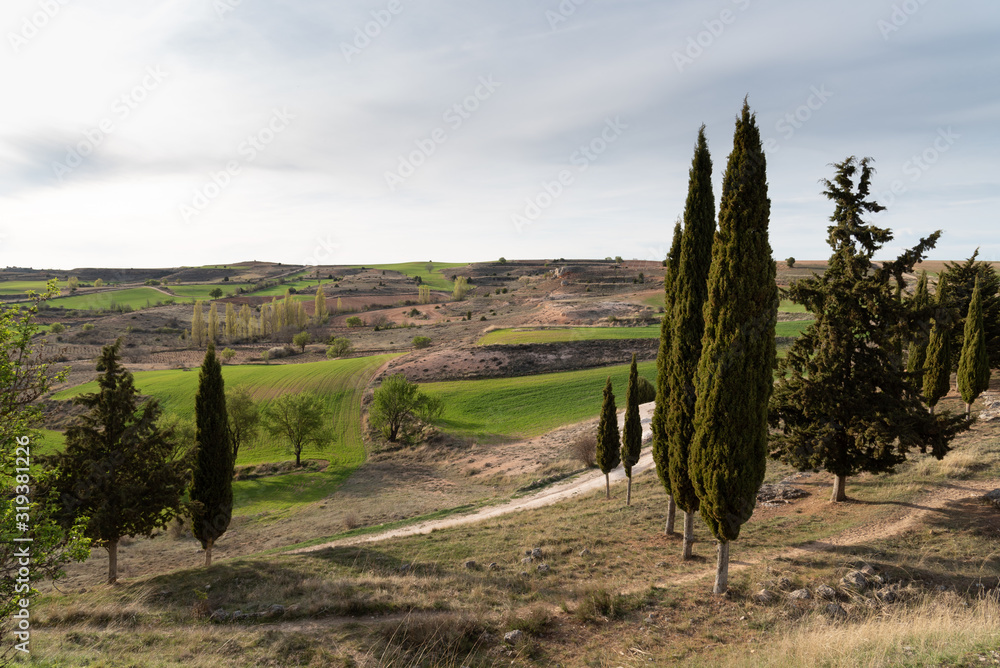 Picturesque view of idyllic farmland fields and cypresses trees in Castile and Leon region, Spain. View at spring, before sunset
