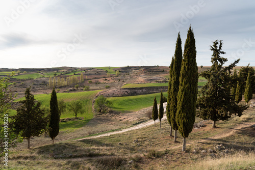 Picturesque view of idyllic farmland fields and cypresses trees in Castile and Leon region  Spain. View at spring  before sunset