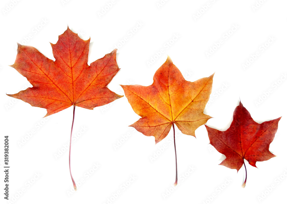 maple leave isolated on white background maple leave isolated on white background