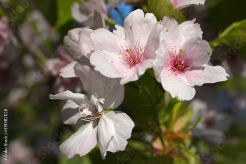 Frühling