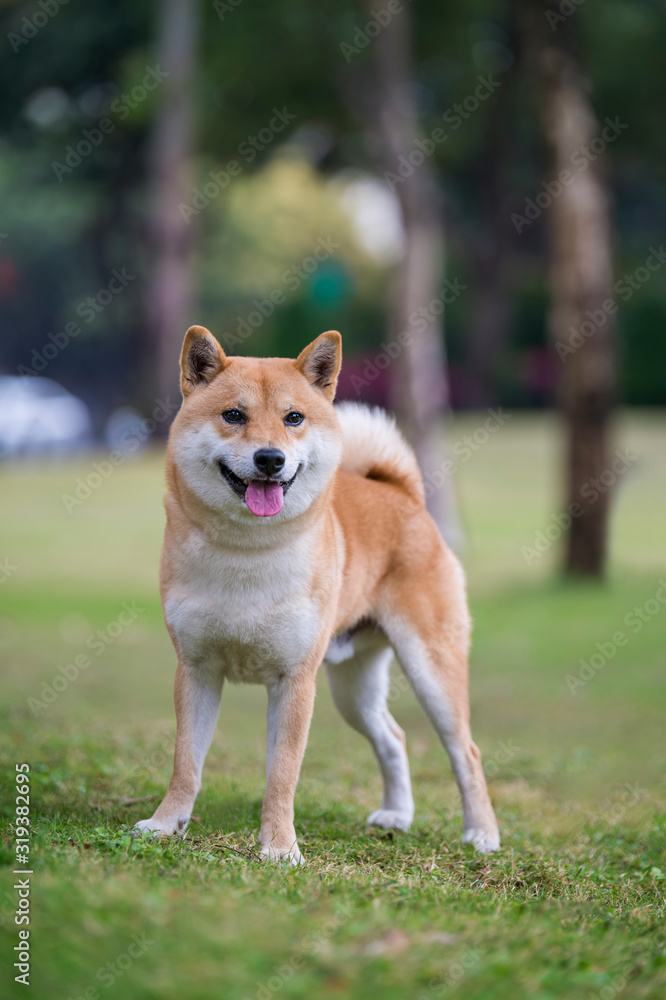 Shiba Inu playing in the park grass