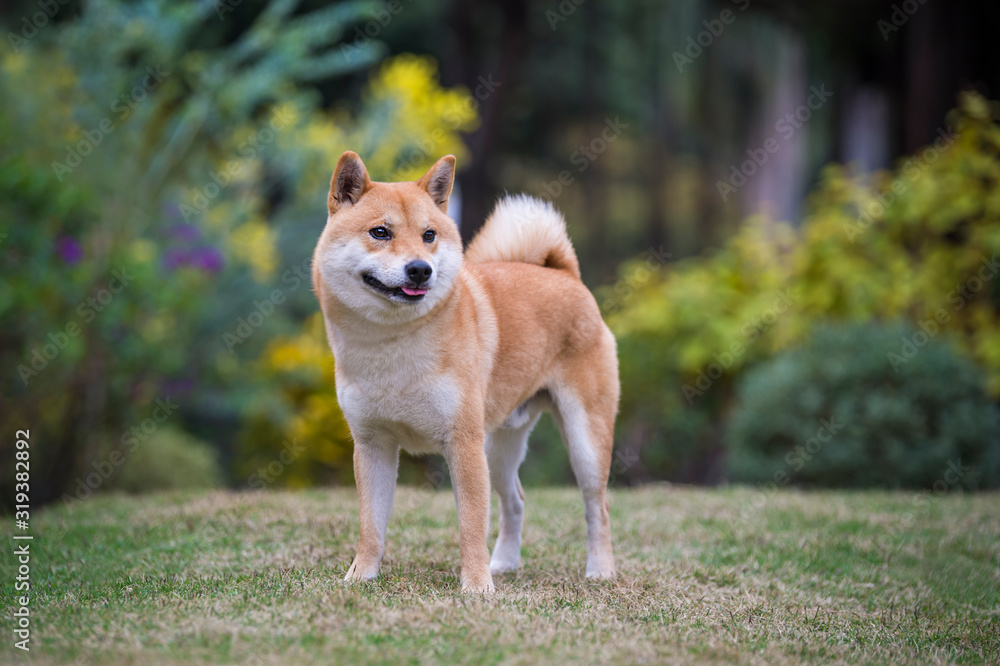 Shiba Inu playing in the park grass Shiba Inu playing in the park grass