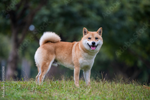 Shiba Inu playing in the park grass © chendongshan