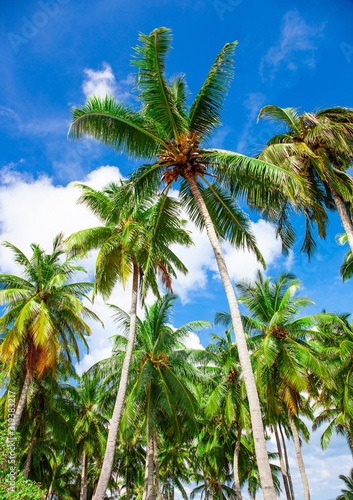 Green fresh bright coconut top palm leaves