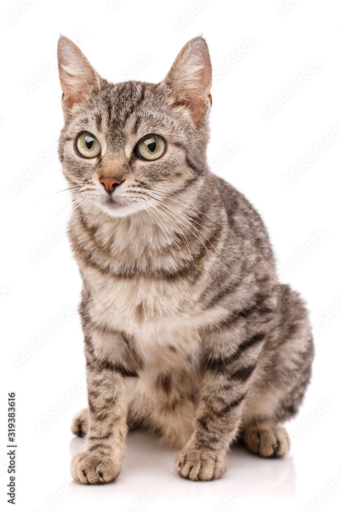Close up view of gray tabby cute kitten with yellow eyes. Pets and lifestyle concept.