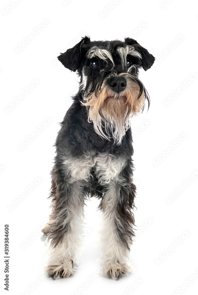 miniature schnauzer in studio miniature schnauzer in studio