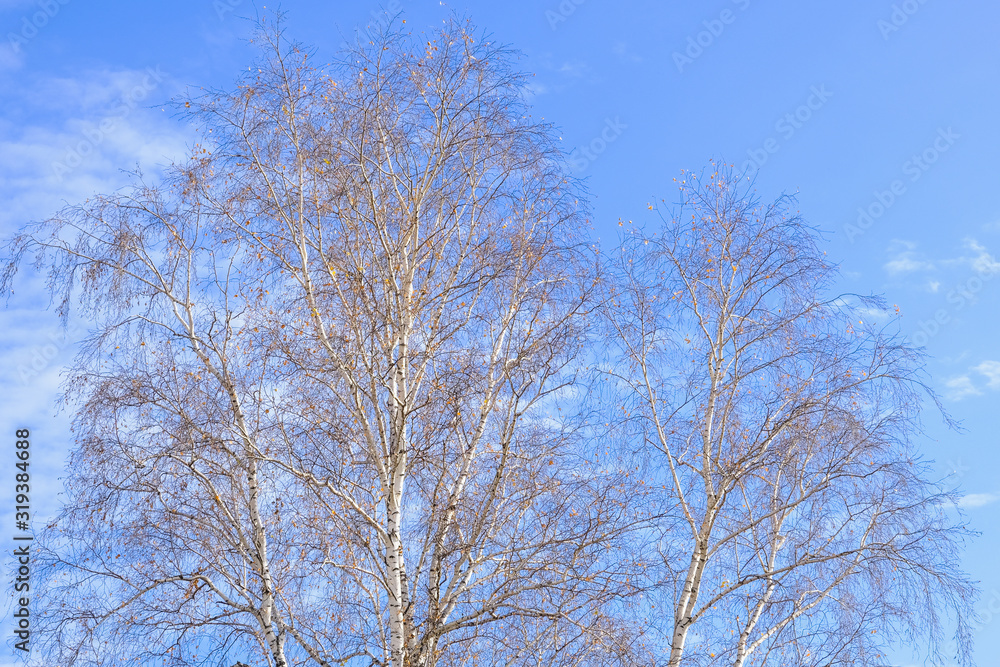 bare branches of trees, without leaves, crown, against a blue spring sky or autumn bare branches of trees, without leaves, crown, against a blue spring sky or autumn
