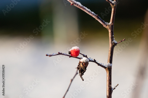 Rote Beere im Glizern des Schnees