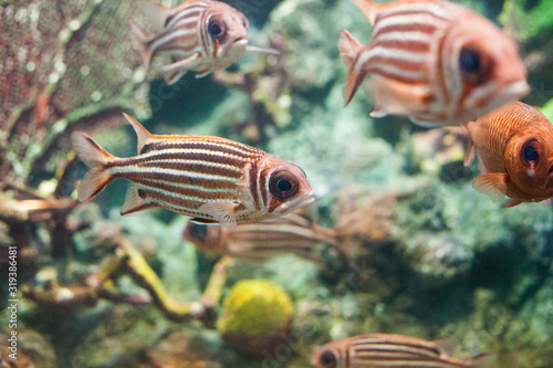 Red squirrelfish (Sargocentron rubrum) in aquarium, selective focus