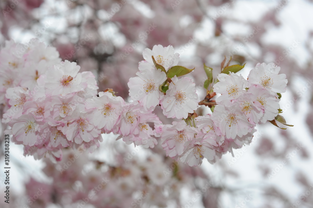 Beautiful Japanese cherry blossom somei yoshino sakura in full bloom in a park in spring Beautiful Japanese cherry blossom somei yoshino sakura in full bloom in a park in spring