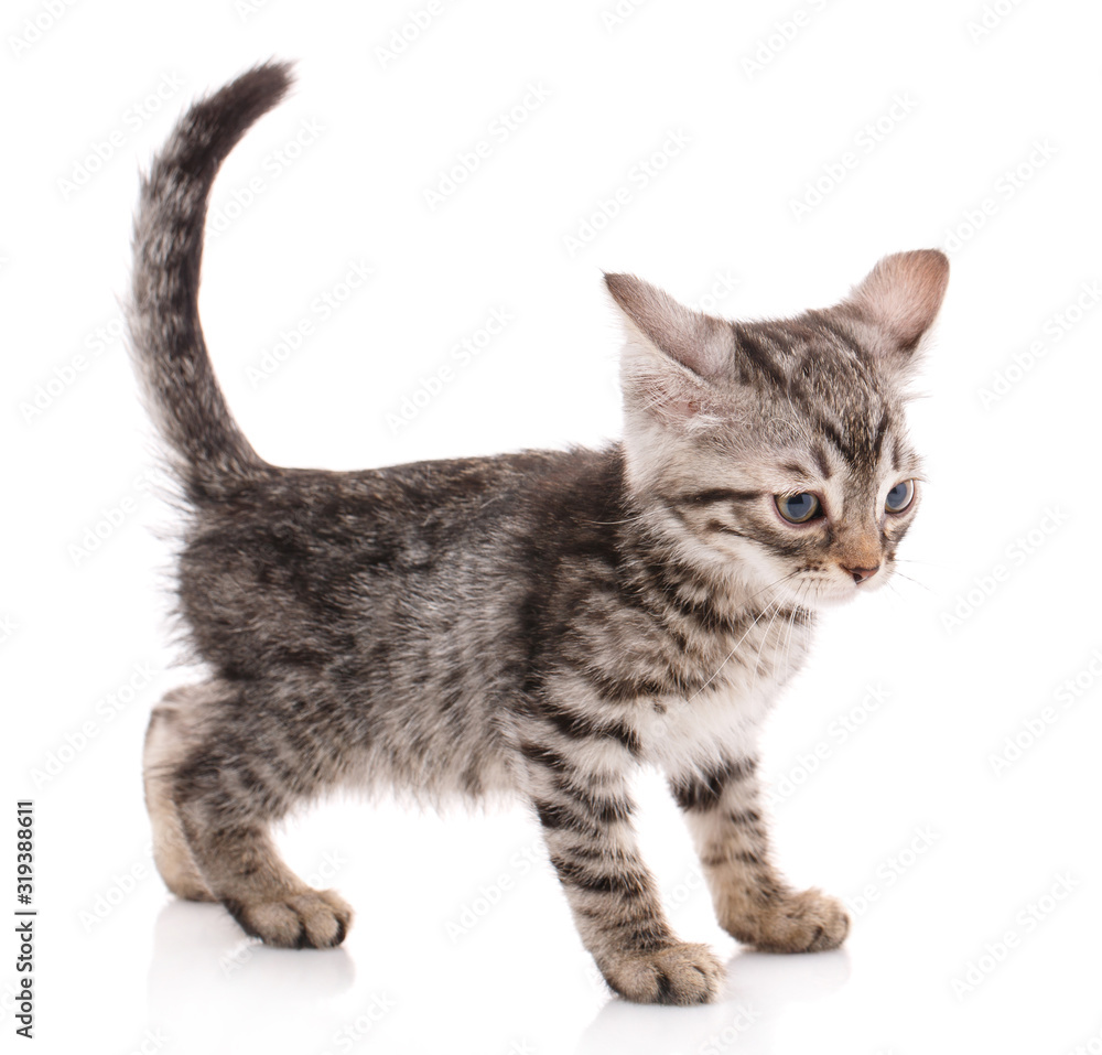 A small gray kitty stands with a raised tail. Side view. Isolated on white background.