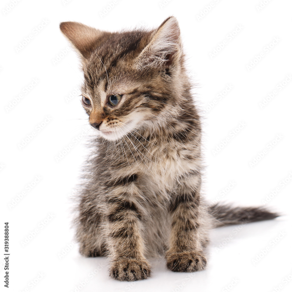 Small brown kittensitting straight and looking sideways.