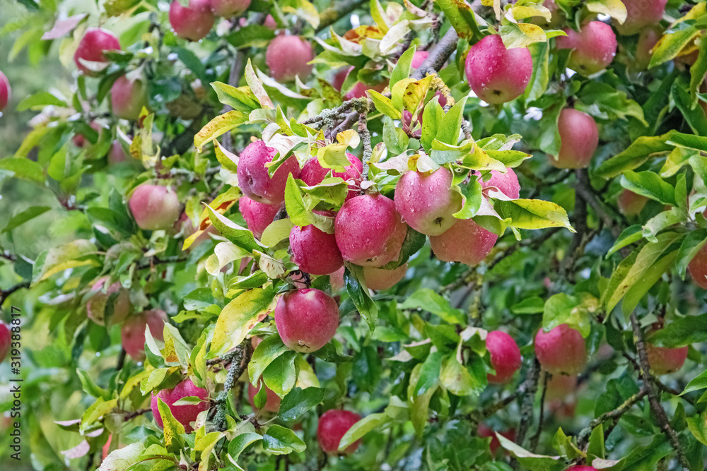 Ripe red apples hanging on the tree in rainy weather