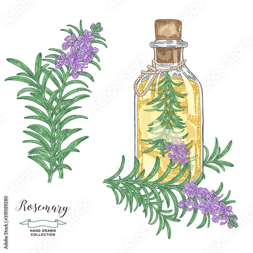 Bottle of oil with rosemary branch. Rosemary plant set. Medical and kitchen herbs. Vector illustration hand drawn. Vintage engraving style.