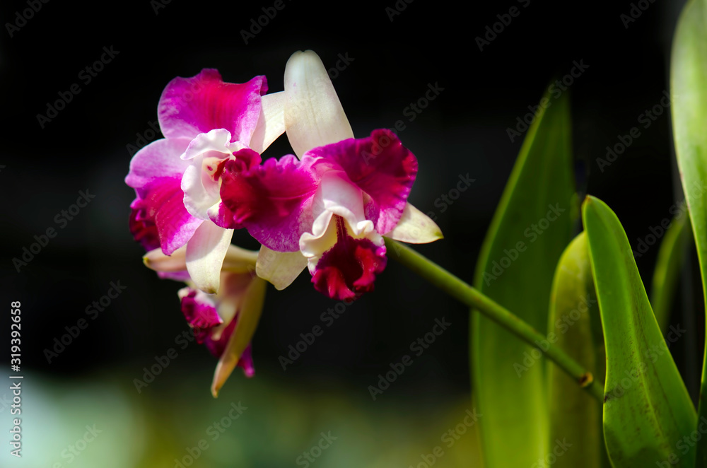 Fototapeta premium orchid on black background