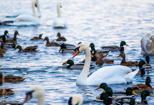 Beautiful swan and duck flock in the water