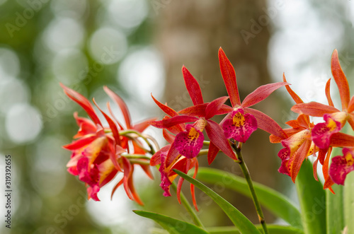  Red orchids on a blurred background