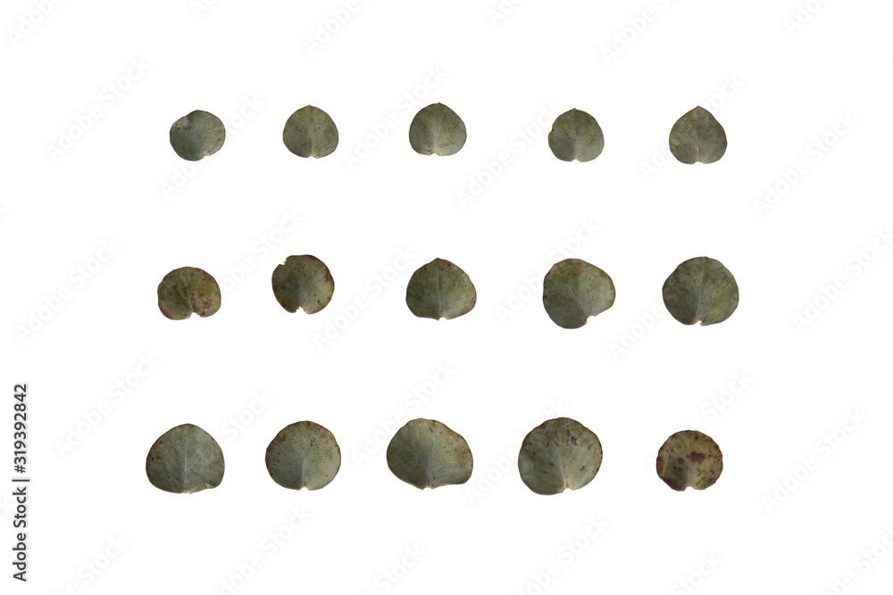 set of eucalyptus leafs on white background isolation set of eucalyptus leafs on white background isolation