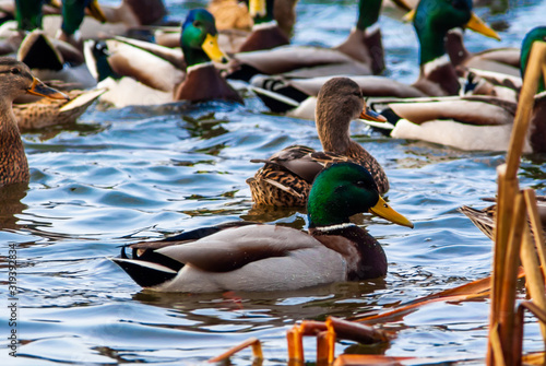 Duck couple swimming in water close up image.