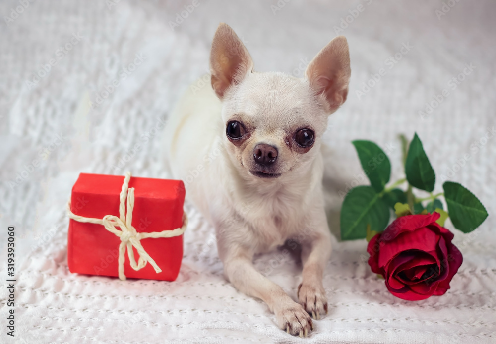 white short hair Chihuahua dog lying on white cloth with red rose and red gift box, Valentine's day,anniversary concept.