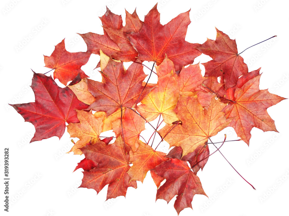 maple leave isolated on white background maple leave isolated on white background