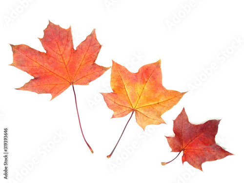 maple leave isolated on white background