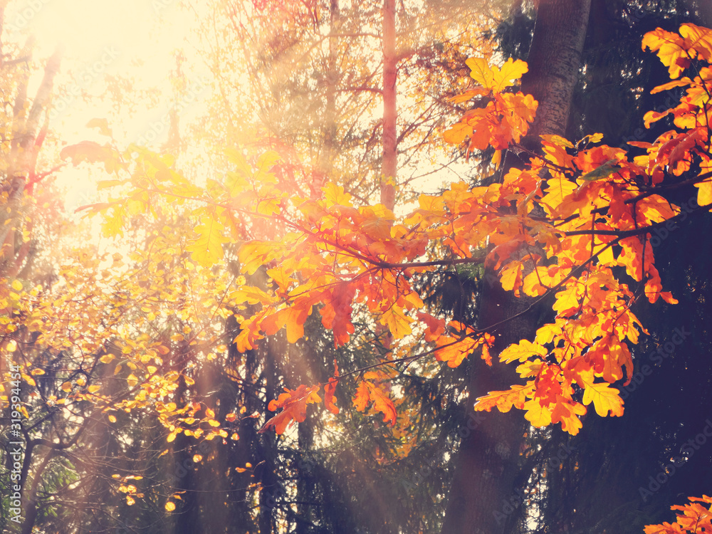 autumn background forest with oak trees and sunny beams