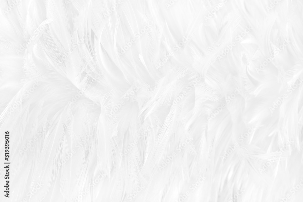 Beautiful white grey bird feathers pattern texture background. Beautiful white grey bird feathers pattern texture background.