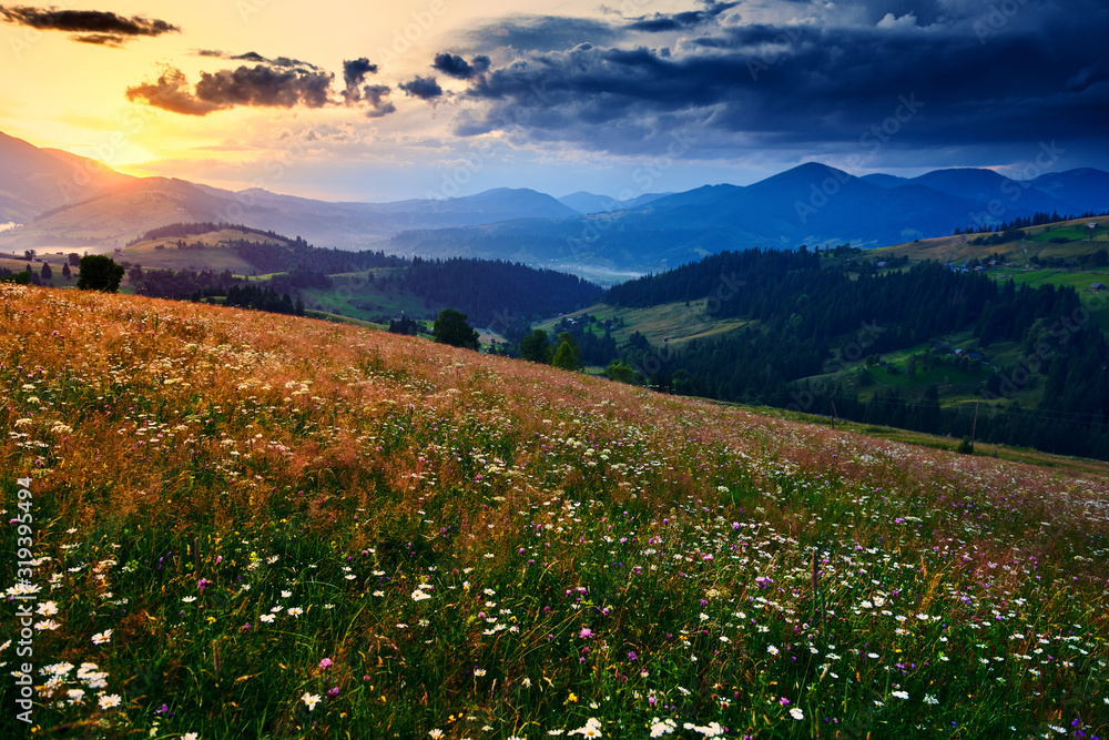 Fototapeta premium wildflowers, meadow and beautiful sunset in carpathian mountains - summer landscape, spruces on hills, dark cloudy sky and bright sunlight