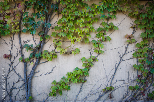 Texture of a vine on a light stone wall. Wild grapes grow on the wall of a house in Bulgaria