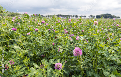 Red clover cultivation on a large field photo