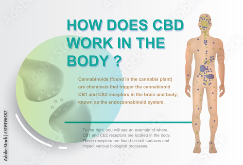 how does cbd work in the body,human endocannabinoid system effect on body,vector on background.