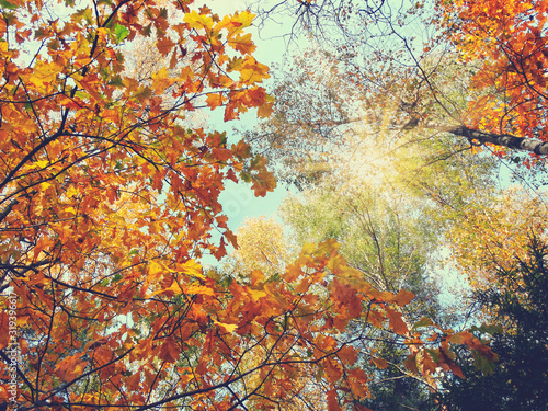 autumn background forest with oak trees and sunny beams