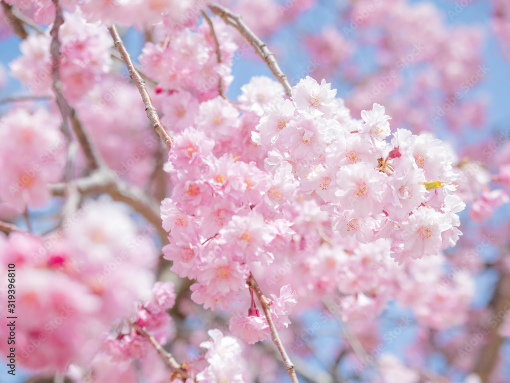 Cherry Blossoms 1640 Cherry Blossoms 1640
