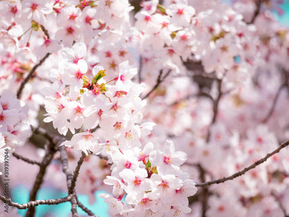 Cherry Blossoms 1653