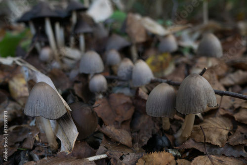 Small mushrooms on the ground