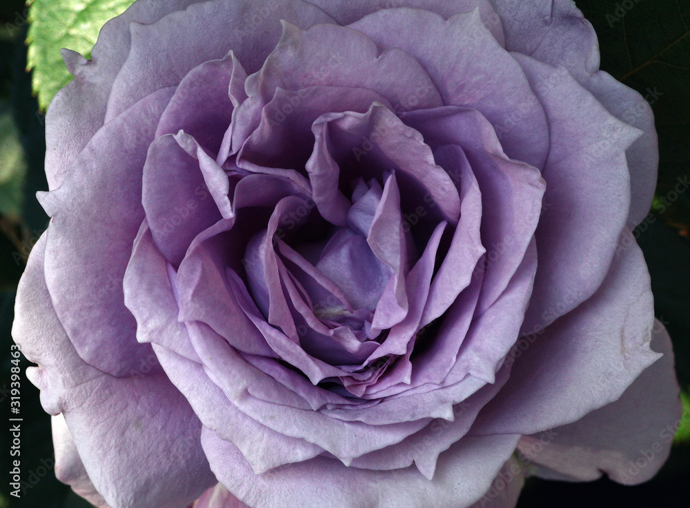 Lila - blaue Rose mit ganz aparter Farbe der Blüte im Rosengarten