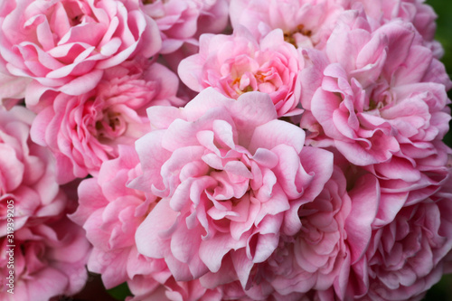 Tableau sur toile Rosa Beetrosen mit unendlich vielen Blüten die sich dicht drängen