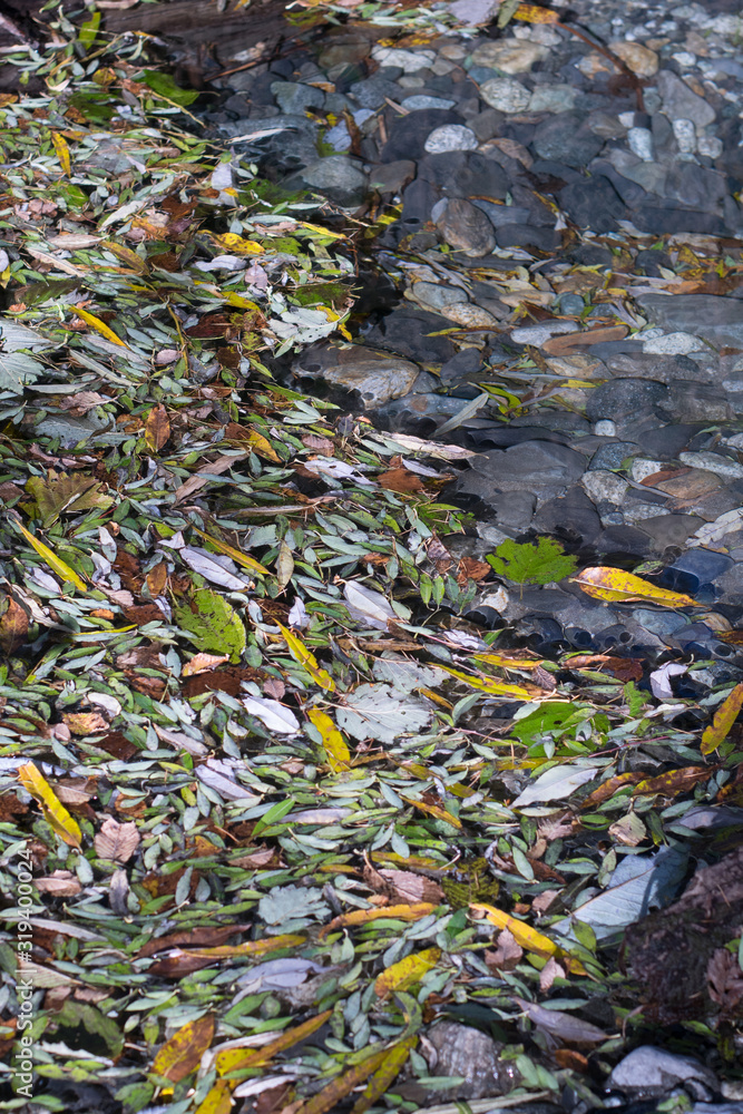 The surface of the river covered with fallen leaves
