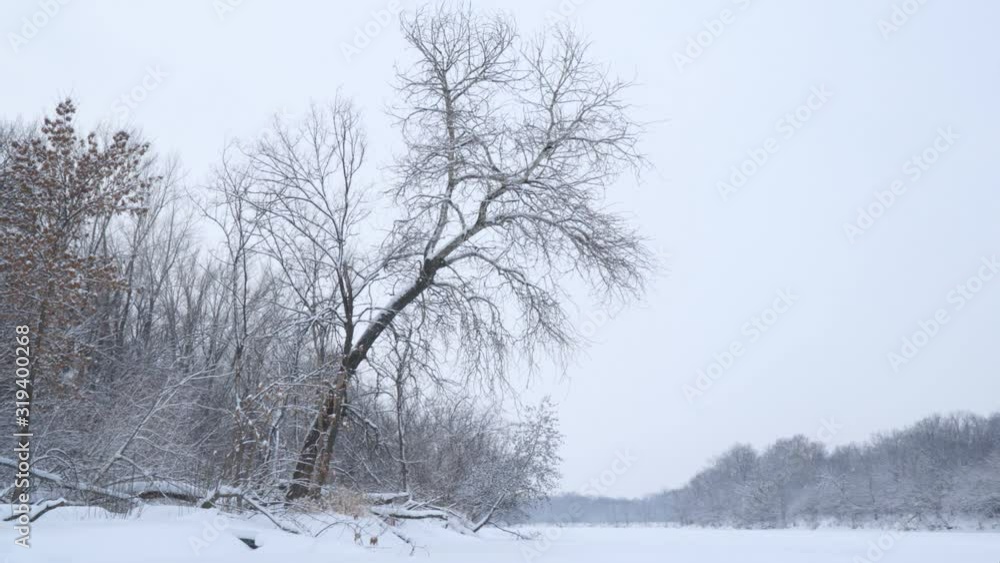 Snowf fall on a fabulous, snow-covered forest. In the foreground a beautiful snow-covered tree Snowf fall on a fabulous, snow-covered forest. In the foreground a beautiful snow-covered tree