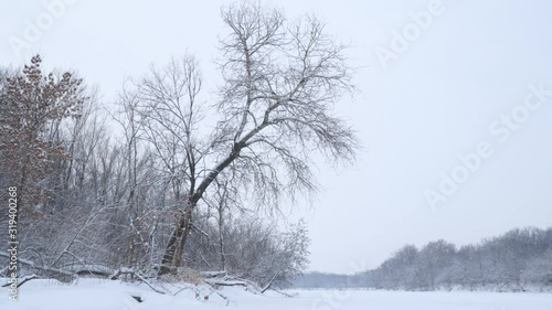 Wallpaper Mural Snowf fall on a fabulous, snow-covered forest. In the foreground a beautiful snow-covered tree Torontodigital.ca