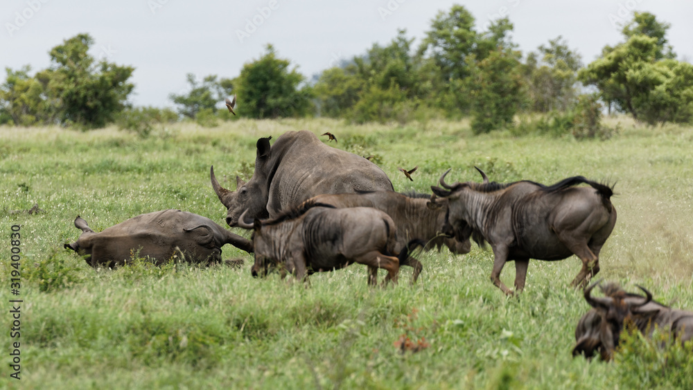 Fototapeta premium White rhinos camouflaged in the safe company of blue wildebeest