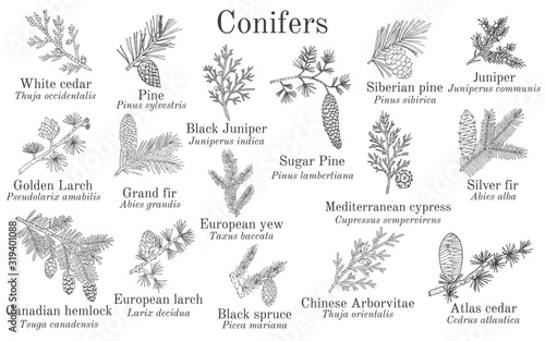 Set of different conifiers branches with cones photo
