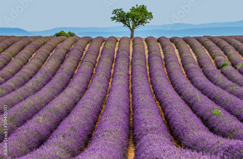 Lonely tree in the middle of a lavender field. France. Provence. Plateau Valensole.