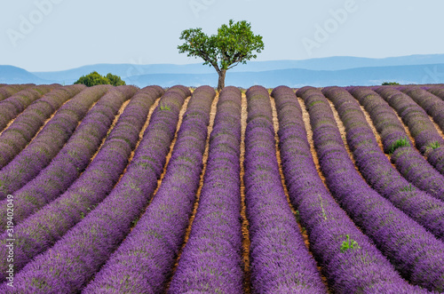 Lonely tree in the middle of a lavender field. France. Provence. Plateau Vale...
